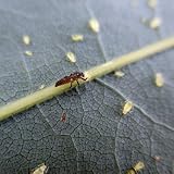 30 Stück Marienkäfer Larven - Nützling gegen Blattläuse - Biologischer Pflanzenschutz